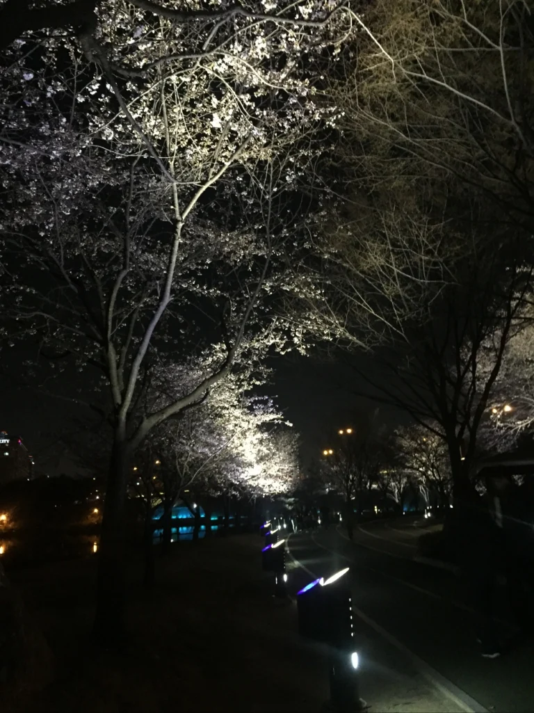 어두운 밤 거리에 조명이 나무를 비추고 있는 호수공원 거리