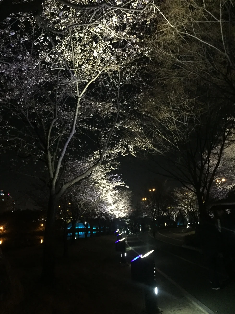 어두운 밤 거리에 조명이 나무를 비추고 있는 호수공원 거리