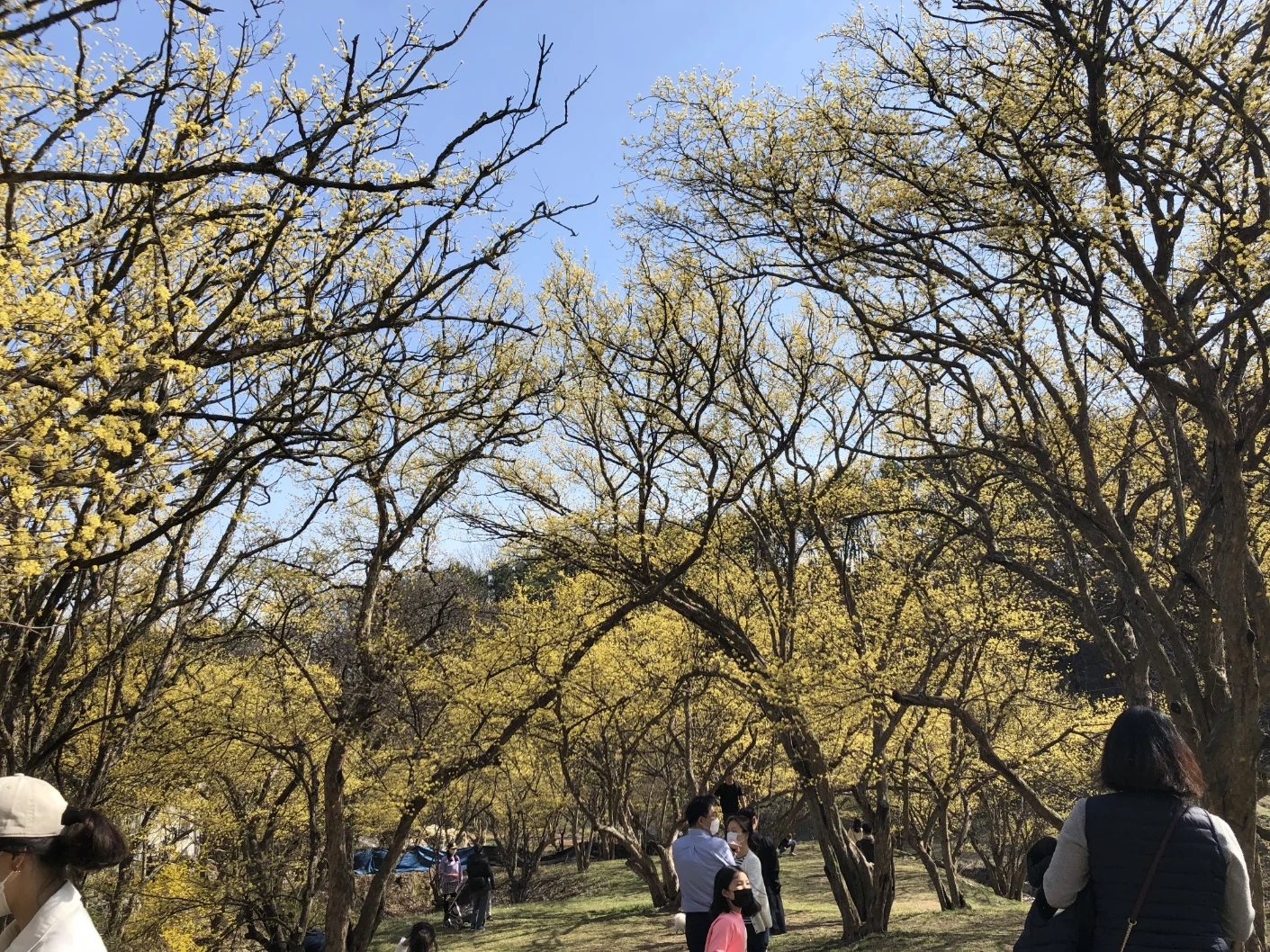 이천 산수유 마을 돌담길 주변에 산수유가 나무에 핀 사진